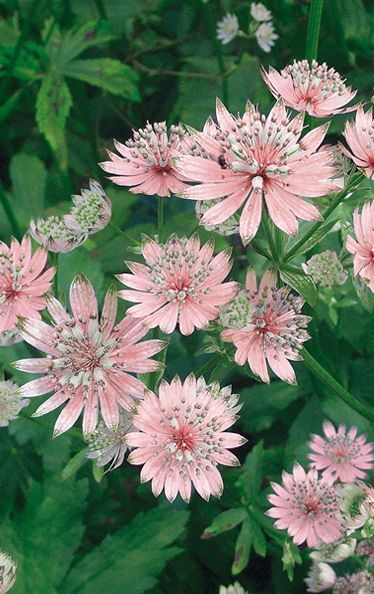 astrantias Garden Cosmos, Astrantia Major, Office Flowers, Shade Plants, Garden Cottage, Exotic Flowers, Flower Beauty, Beautiful Blooms, Shade Garden