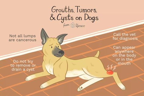 How to Treat Tumors, Growths, and Cysts in Dogs Mast Cell Tumor Dogs, Tumors On Dogs, Dog Advice, Lack Of Energy, Dog Skin, Dog Health, Dog Photos, Dog Pictures, Best Dogs