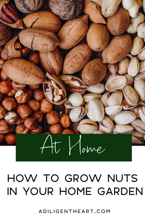 How To Grow Nuts in Your Home Garden #AtHome #athome #gardening Nut Praline, Praline Paste, Energy Boosting Snacks, Marzipan Recipe, Praline Recipe, Praline Chocolate, Bread Winners, Organic Nuts, Peanut Butter Sandwich