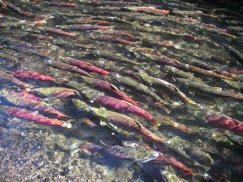 Pacific Salmon, Salmon Farming, Keystone Species, Fraser River, Atlantic Salmon, Wild Salmon, Fish Farming, Open Letter, Entertainment Weekly