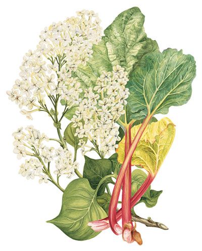 Rhubarb (Rheum) Advice Rhubarb Botanical Illustration, Rhubarb Drawing, Rhubarb Illustration, Rhubarb Tattoo, Garden Tattoos, Leaf Drawing, Herbal Magic, Tattoo Project, Free Printable Art