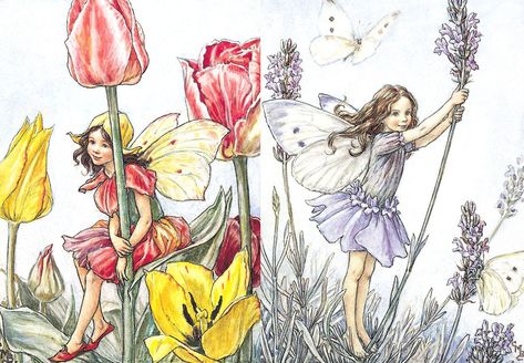 Tulip Fairy, Flower Fairies Books, Fairy Illustration, Fairy Pictures, Cicely Mary Barker, Art Society, Baby Fairy, Vintage Fairies, Fairy Book