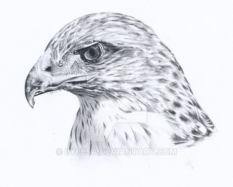 Pencil drawing of a buzzard. The eye killed me xD Buzzard Drawing, Big Cats Drawing, Pen Art Work, Animal Anatomy, Bird Of Prey, Buzzard, Spirit Guide, Pencil Drawings Easy, Beautiful Locations Nature