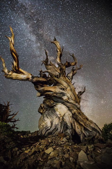 Breathtaking photos of ancient trees against starry skies Art Science Museum, Bristlecone Pine, Ancient Trees, Louisiana Art, Landscape Inspiration, Baobab Tree, Matka Natura, Stars In The Sky, Old Tree