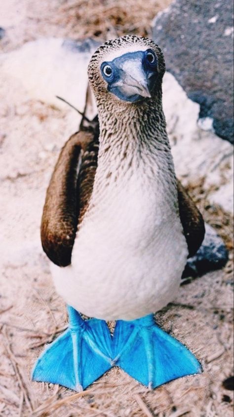 Blue Footed Booby Birds, Booby Bird, Weird Birds, Strange Animals, Unusual Animals, About Animals, Pretty Animals, Funny Birds, Silly Animals