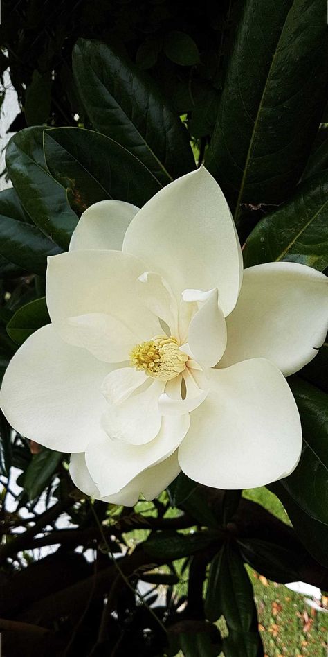 White Magnolia Aesthetic, Magnolia Flower Photography, Southern Magnolia Tree, White Magnolia Flower, Flower Magnolia, Feb 14th, Magnolia Wallpaper, Summer Collage, Rose Tattoos For Women