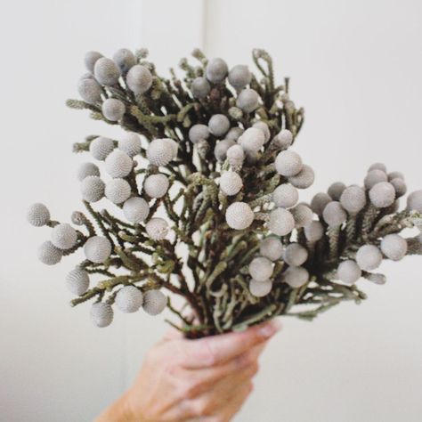 Brunia Berries, Year Round Flowers, Silver Brunia, Christmas Nordic, Flower Varieties, Flower Identification, Flower Stems, Bridal Flowers, Custom Wedding