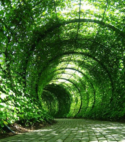 Garden Tunnel, Duke Gardens, Poison Garden, Koti Diy, Garden Pavilion, Sunken Garden, Garden Vines, Desain Lanskap, Castle Garden