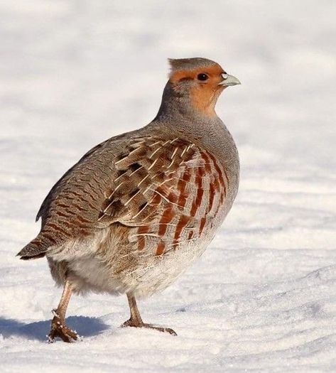 Hungarian Partridge, Grey Partridge, Partridge Bird, Quail Bird, Social Project, Bird Taxidermy, Country Winter, Game Birds, Rare Birds