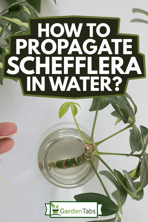 How To Propagate Schefflera In Water - Garden Tabs Propagate Umbrella Plant, Schefflera Plant Propagation, Propagating Umbrella Plant, How To Propagate Umbrella Plant, Umbrella Tree Propagation, Umbrella Plant Propagation, Propagating Schefflera, Schefflera Plant Care, Umbrella Plant Care