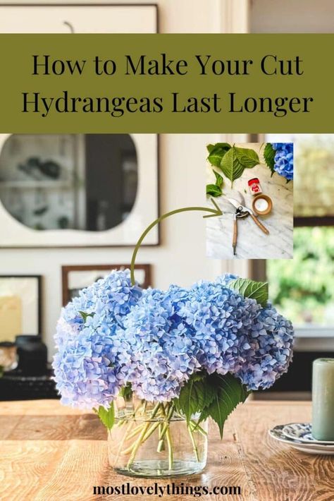 Hydrangea Flower Arrangements, Hydrangea Vase, Hydrangea Shrub, Hydrangea Bush, Hydrangea Arrangements, Hydrangea Care, Hydrangea Bouquet, Hydrangea Not Blooming, Square Vase