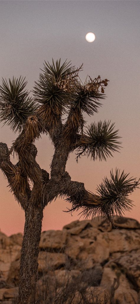 green and brown tree on brown rock #tree #nature #desert #moon #sky #iPhoneXWallpaper Joshua Tree Camping, Desert Aesthetic, Brown Tree, Forest Light, Bohemian Wall Art, Tree Images, Joshua Tree National Park, National Park Posters, Tree Wall Art