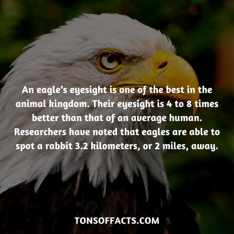 An eagle’s eyesight is one of the best in the animal kingdom. Their eyesight is 4 to 8 times better than that of an average human. Researchers have noted that eagles are able to spot a rabbit 3.2 kilometers, or 2 miles, away. #eagles #eagle #animals #insects #facts #fact #trivia #beautiful #pets #cute #amazing #1 #memes #eaglefacts #eagletrivia #petfacts #birds #snakes #insects Facts About Eagles, Eagle Quotes, Eagle Facts, Animal Knowledge, Eagles Quotes, History Of The Eagles, Lion Facts, Tiger Facts, Dolphin Facts