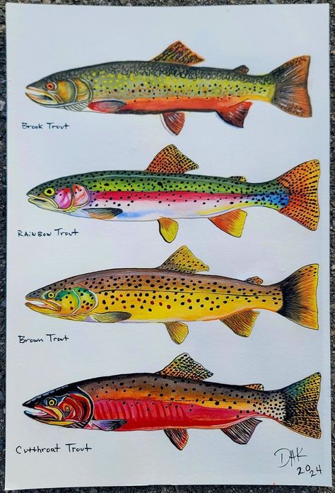 Trout Oil Painting, Abstract Trout Painting, Brook Trout Painting, Brook Trout Drawing, Brown Trout Painting, Trout Drawing Simple, Rainbow Trout Drawing, Rainbow Trout Picture, Rainbow Trout Painting