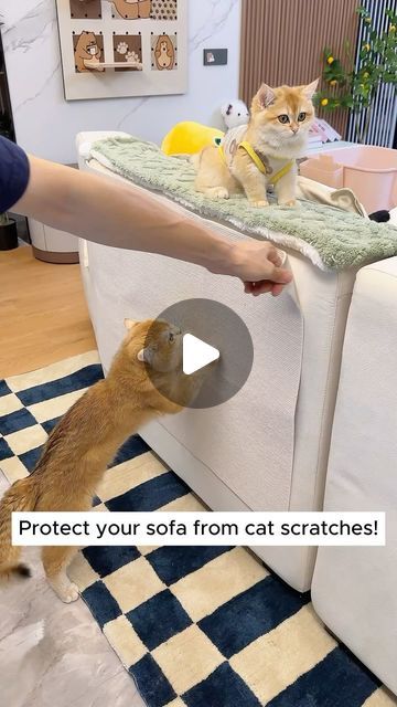 Pet Products on Instagram: "Protect your sofa from cat scratches. Protect your sofa from cat scratches! •
•
•
•
•
•
#furniture #sofa #couch #cats_of_ig #catslover #mobilya #kediler #kanepe #catsarethebest #catsofinstagram #catpicoftheday #catsofworld #kittensofinstagram #kittyoftheday #kittenoftheday #meowbeauties #kittens_today #meowdel_feature #meow_beauties #cats #cat #animals #instacats #instapet #catsofinstagram #petsofinstagram #catstagram #petstagram #petshop #petbusiness" Crazy Animals, Cat Couch, Couch Protector, Sofa Protector, Pet Businesses, Cat Scratch, Furniture Sofa, Cat Room, Cat Stuff