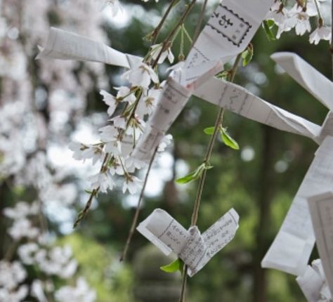 Japanese prayer wishes hanging from cherry trees (Prunus) at shrine, Nara, Japan Immersive Environment, Japan Temple, Grave Flowers, Nara Japan, Cherry Trees, Cherry Tree, Garden Spaces, Japanese Garden, Nara