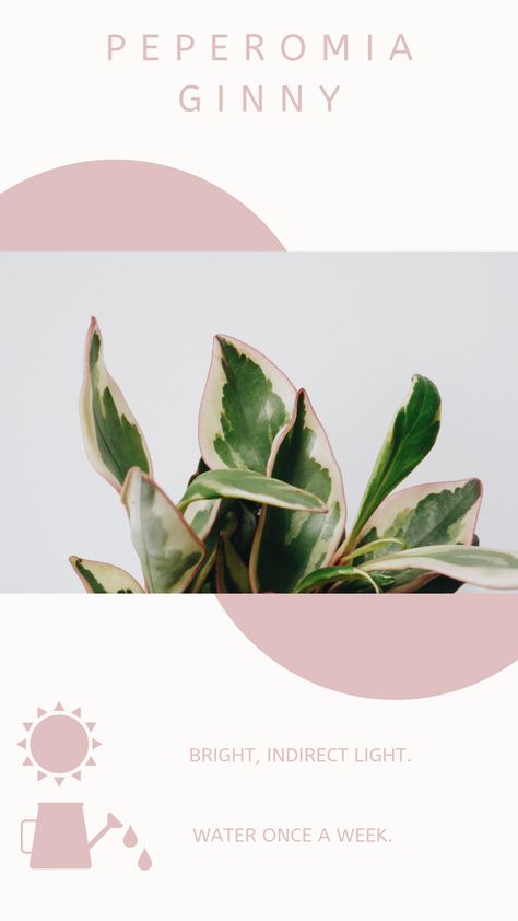 Peperomia Ginny, Indoor Plant Care Guide, Indoor Plant Care, Plant Decor Indoor, House Plant Care, House Plants Indoor, Plant Mom, Plant Lady, Plant Life