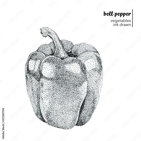 Food Drawing, Architecture Sketch, Bell Pepper, Ink Drawing, Image Illustration, Stuffed Bell Peppers, Stock Illustration, Royalty Free Stock Photos, Every Day