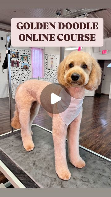 Grooms by Maricela 🐾 on Instagram: "If you’re a Pet Parent or a Groomer, this course was made just ✨FOR YOU✨   Our course covers everything from basic to advanced grooming techniques, includes practical exercises, detailed info about the materials used, and offers the convenience of online learning.   COMMENT “COURSE” FOR LINK ! 🌟  SPANISH SUBTITLES AVAILABLE!!   #dogreels  #doglove #doglover #dog #doodle" Doodle Haircuts Goldendoodle, Grooming A Doodle, Golden Doodle Grooming Tips, Dog Grooming Doodle, Golden Doodle Face Grooming, How To Groom A Goldendoodle, Doodle Face Grooming, Grooming Labradoodles, Golden Doodle Grooming