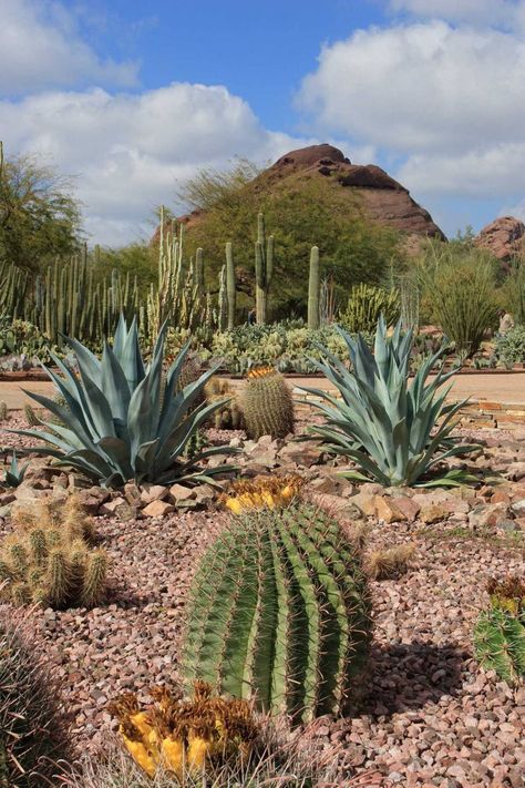 Desert Garden Landscaping, Southwest Garden, Cactus Garden Landscaping, Garden Landscaping Ideas, Arizona Landscape, Desert Botanical Garden, Home Yard, Easy Landscaping, Desert Garden