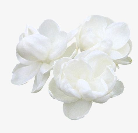 цветы White Flower Icon, White Flower Aesthetic, White Aesthetic Icon, Icons White Background, White Flower Png, Polyvore Png, Nude Color Palette, Editing Png, Flowers White Background