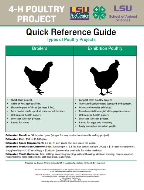 4h Poultry Project Ideas, 4h Chicken Project, 4h Leader, Showing Lambs, Chicken Showing, 4h Animals, 4h Livestock, Dust Bath For Chickens, Chicken Math