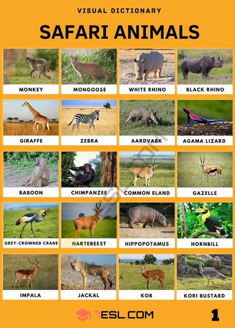 Safari Animals: List of Awesome Safari Animals with Facts • 7ESL Safari Animals Preschool, Animals To Draw, Animals List, Big Cat Species, Animals Name In English, Cat Species, Animal Illustration Art, List Of Animals, Types Of Animals