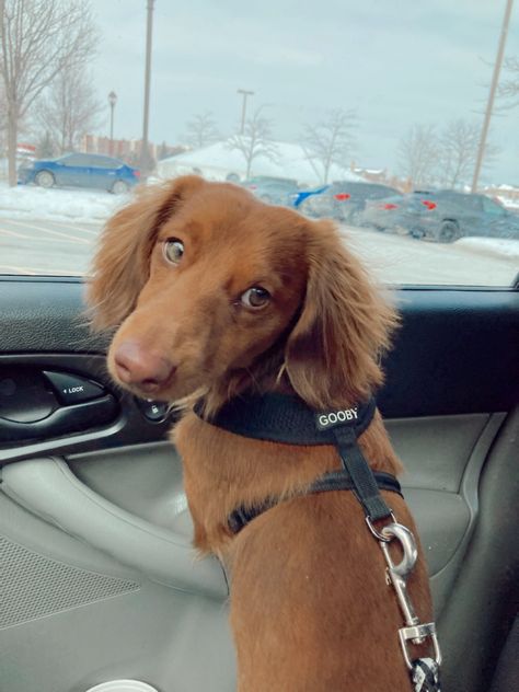 Red Long Haired Mini Dachshund, Long Hair Duchound, Mini Daschund, Mini Dachshund Long Haired, Mini Long Haired Dachshund, Dachshund Long Haired, Winnie Dogs, Long Haired Miniature Dachshund, Pup Cup