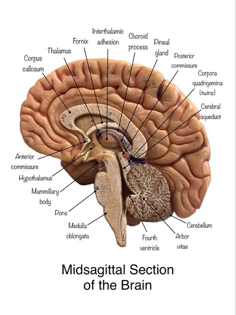 Brain Anatomy And Function, Human Body Vocabulary, Human Brain Anatomy, Human Muscle Anatomy, Medical School Life, Study Biology, Basic Anatomy And Physiology, Nurse Study Notes, Biology Facts