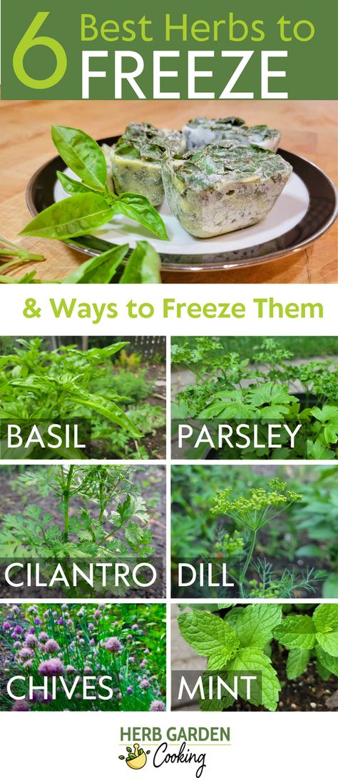 Discover the best herbs for freezing, learn why they are the top choices, and get freezing tips for vibrant flavors year-round. Freezing Garden Vegetables, Freezing Parsley Fresh Herbs, Preserving Herbs From Garden, Canning Herbs, Freeze Rosemary, Meditranian Diet, Freeze Cilantro, Freeze Herbs, Freezing Food Guide