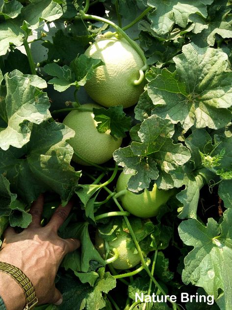 How to grow Cantaloupe | Growing Cantaloupe in containers | Muskmelon Best Flowers For Bees, Imperial County, Gardenia Plant, Cucumber Beetles, Seed Germination, Plant Diseases, Fruit Plants, House Plant Care, Container Flowers