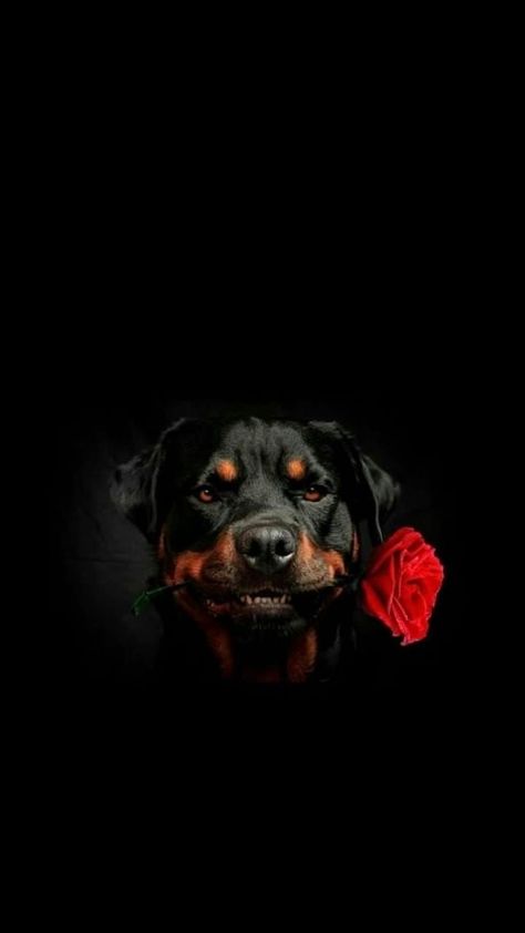 Rottweiler is a lovely breed that can love and be loved . Dark Dog Wallpaper, Rottweiler Wallpaper Iphone, Rottweiler Dog Wallpaper, Rottweiler Wallpaper, Funny Cute Aesthetic, Rottweiler Pictures, Dark Iphone Backgrounds, Dog Wallpaper Iphone, Protection Dogs