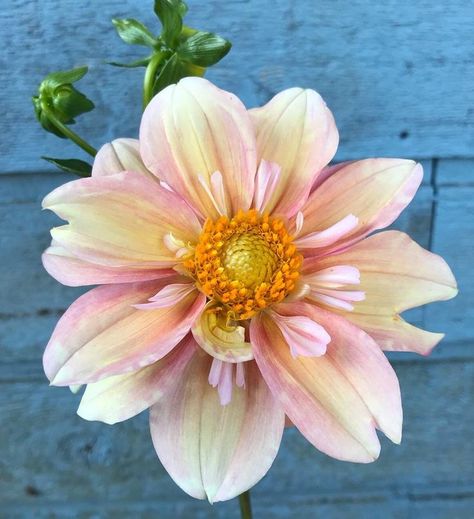 Apple Blossom Dahlia, Collarette Dahlia, Lawn Borders, Cut Garden, Organic Fertilizer, Bc Canada, Clay Flowers, Apple Blossom, Outdoor Ideas