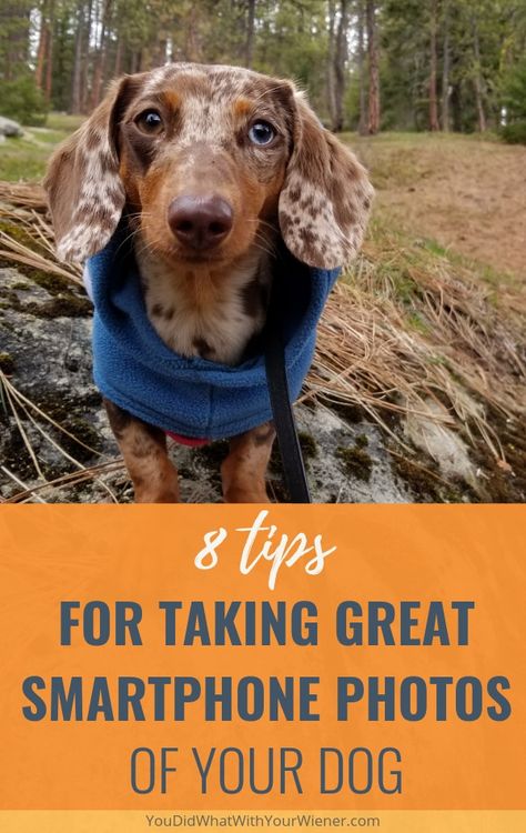 8 Tips for Taking Great Smartphone Photos of Your Dog Dog Life Hacks, House Training Dogs, Dog Photoshoot, Only One You, Dog Exercise, Hiking Dogs, Capture The Moment, Phone Camera, Dog Obedience