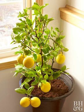 indoor lemon tree Indoor Lemon Tree Houseplant, Indoor Fruit Plants, Grow Fruit Indoors, Indoor Lemon Tree, Indoor Fruit Trees, How To Grow Lemon, Indoor Vegetables, Tattoo Plant, Growing Fruit Trees