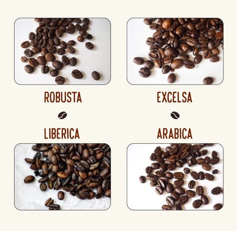 There are actually four different types of coffee beans. https://coffeeaffection.com/different-types-coffee-beans/ Beans Image, Types Of Coffee Beans, Bean Varieties, Types Of Coffee, Types Of Beans, Coffee Supplies, Coffee Hacks, Arabica Coffee Beans, Food Technology