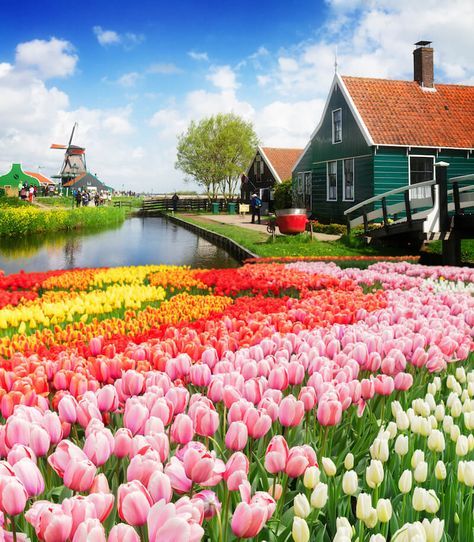 Photo of Zaanse Schans, one of the most iconic day trips from Amsterdam. Read insider tips from a resident on the 20 best day trips from Amsterdam! #Amsterdam #ZaanseSchans #Holland #Tulips #Netherlands #Travel #Europe Day Trips From Amsterdam, Holiday Tips, Netherlands Travel, Tulip Fields, Amsterdam Travel, Amsterdam City, Wrapping Papers, Winter Vacation, Alam Yang Indah