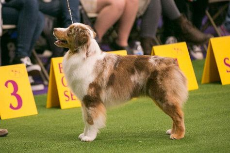 Mini American Shepherd, Merle Australian Shepherd, Miniature American Shepherd, Puppy Stages, Miniature Australian Shepherd, American Shepherd, Shepherd Dog Breeds, Mini Aussie, Aussie Dogs