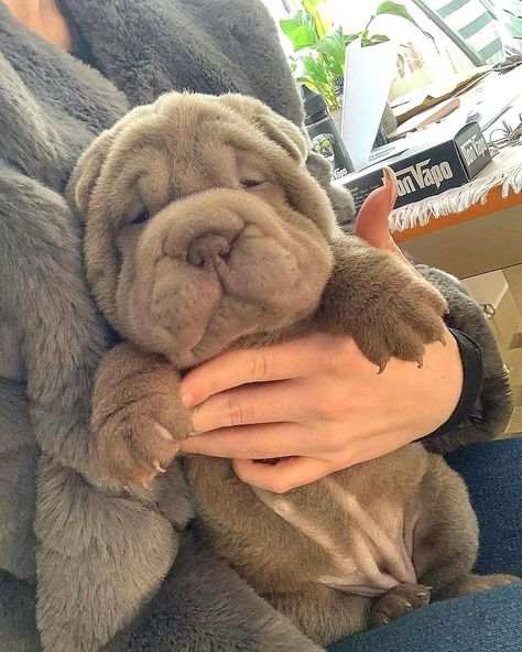 Shar Pei on Instagram: “Little baby Shar-Pei ❤️🤗 Credit: @kopjasjennifer . . . #sharpeilovers #sharpeicross #sharpeipuppy #sharpeipuppies #sharpeinstagram…” Cutee Animals, Very Cute Puppies, Super Cute Puppies, Cute Small Animals, Cute Animals Puppies, Very Cute Dogs, Really Cute Dogs, Cute Little Puppies, Pretty Dogs