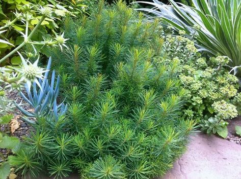 Euphorbia cyparissias 'Fens Ruby' | Euphorbia cyparissias 'Fen's Ruby' | Euphorbia cyparissias f. rubrifolia | Euphorbia cyparissias rubrifolia | plant lust Gravel Garden, Back Garden, Garden Inspiration, Ruby, Herbs, Plants