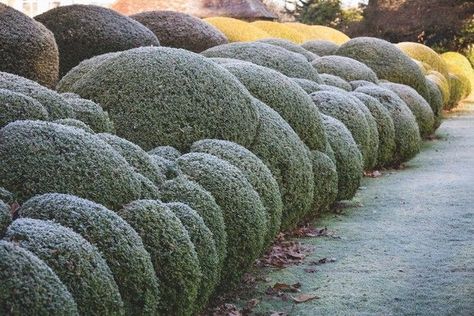 Arne Maynard, Cloud Pruning, Garden Winter, Garden Hedges, Gardening Landscaping, Tree Nursery, Walled Garden, Stone Garden, Family Garden