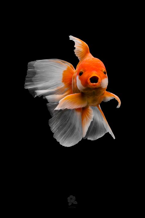 Chinese Goldfish, Lionhead Goldfish, Pet Goldfish, Fancy Goldfish, Ikan Air Tawar, Cr7 Wallpapers, Bawah Air, Pretty Fish, Cute Fish