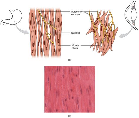 Skeletal Muscle Anatomy, Cardiac Muscle Cell, Smooth Muscle Tissue, Muscle Diagram, Smooth Muscle, Cell Diagram, Muscle System, Types Of Muscles, Muscle Structure