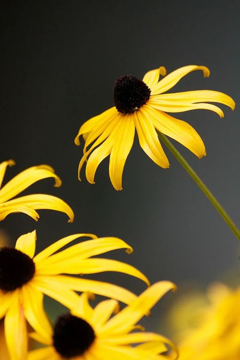 2,500+ Black Eyed Susan (Rudbeckia Hirta) Flower Seeds Yellow FREE SHIPPING | eBay Black Eyed Susan Drawing, Black Eyed Susan Illustration, Black Eye Susans, Brown Eyed Susan, Blackeye Susan Flowers, Black Eye Susan, Rudbeckia Hirta, Black Eyed Susan Flower, Black Eyed Susans