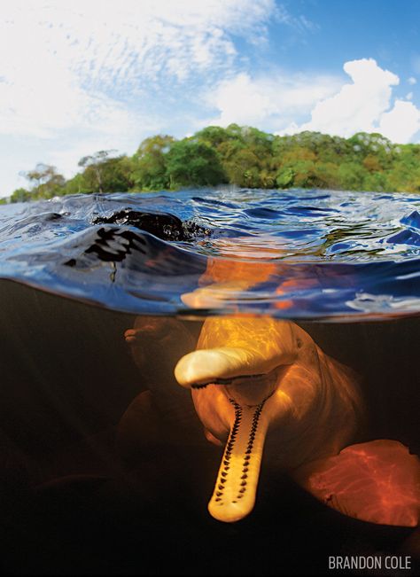 Pink Amazon River Dolphin Underwater in Brazil Pink Amazon River Dolphin, Giant River Otter, Pink River Dolphin, Brazil Amazon, Deadly Creatures, Deadly Animals, River Dolphin, Amazon Forest, Rainforest Animals