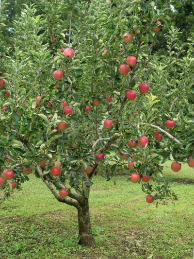 Fruit Trees For Zone 5: Selecting Fruit Trees That Grow In Zone 5 Many fruit trees thrive in chillier climes. If you are thinking of growing fruit trees in zone 5, you’ll have a number of options. Click on the following article for a discussion of fruit trees that grow in zone 5 and tips for choosing fruit trees for zone 5. Plant Fruit Trees, Fruit Trees Backyard, Fruit Tree Garden, Flower Garden Plans, Orchard Tree, Growing Fruit Trees, When To Plant, Gardening Zones, Zone 5