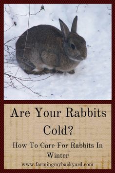 Rabbit Keeping, Raising Rabbits For Meat, Pet Rabbit Care, Pet Rabbits, Rabbit Farm, Meat Rabbits, Bunny Hutch, Tortoise Care, Raising Rabbits