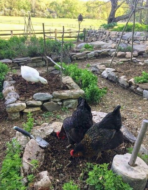 Gothic Homesteading, Sustainable Flowers, Farm Plans, Backyard Flocks, Gothic Garden, Chicken Garden, Farm Lifestyle, Backyard Chicken Coops, Living Off The Land