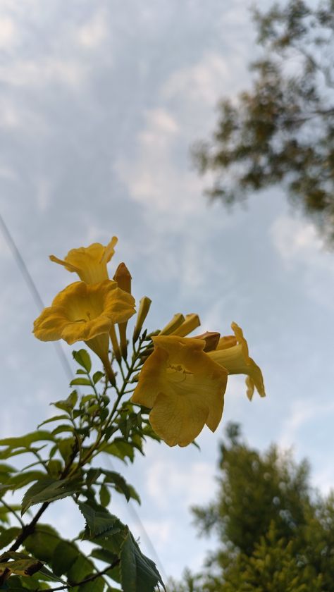 Aesthetic wallpaper of flowers and beautiful sky Wallpaper Of Flowers, Ocean Flowers, Flower Snap, Eid Looks, Chill Wallpaper, Blue Sky Wallpaper, Sky Wallpaper, Writing Space, Beautiful Sky