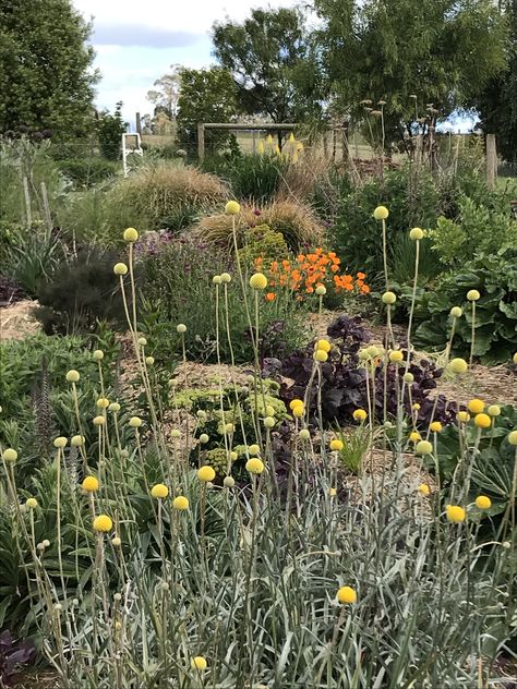 Billy Buttons Garden, Billy Button Flowers, Large Yard Landscaping, Spring Border, California Native Garden, Yard Inspiration, Flower Games, Prairie Garden, Billy Buttons